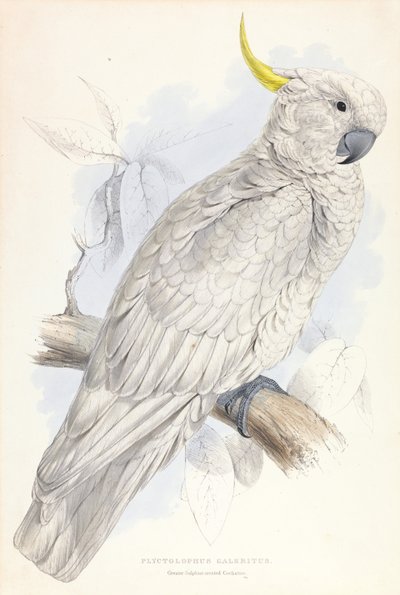 Greater Sulphur-crested Cockatoo by Edward Lear